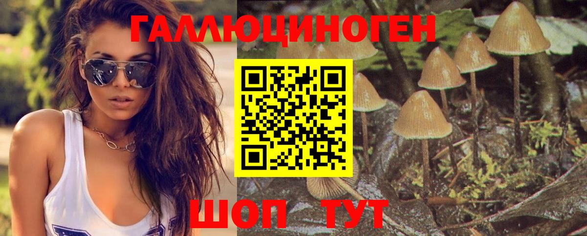 Галлюциногенные грибы Psilocybe Приморско-Ахтарск